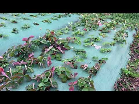 Видео: Садимо горщикову полуницю в кінці жовтня