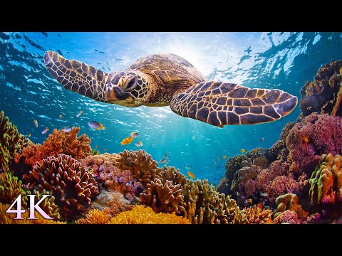 Видео: 11 часов из 4K Turtle Paradise - расслабляющий фильм о подводной природе + музыка для медитации