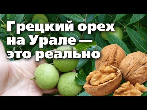 Видео: Как вырастить грецкий орех на Урале и собрать отличный урожай  Опыт садовода