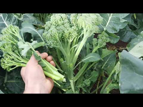 Видео: Рабочие моменты в Англии на брокколи