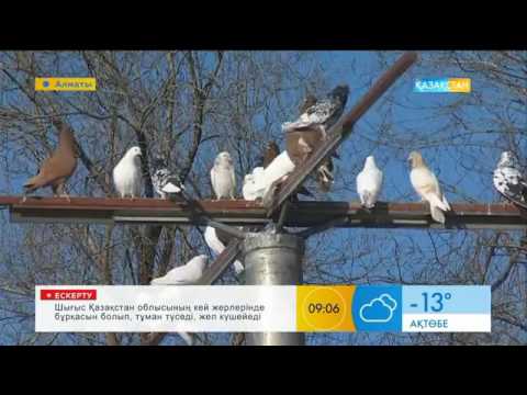 Видео: Көгершін бағу еңбек пе әлде ермек пе?
