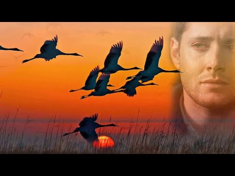 Видео: Журавли(Здесь под небом чужим...) -  Александр Никольский