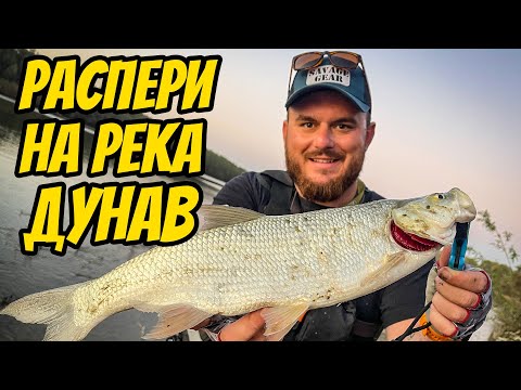 Видео: РИБОЛОВ НА РАСПЕР НА РЕКА ДУНАВ. КАК СЕ БИЯТ ЗА МЯСТО?