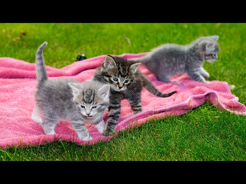 Видео: Успокаивающая музыка для комфортного сна кошки — колыбельные, которые нравятся кошкам, успокаиваю...