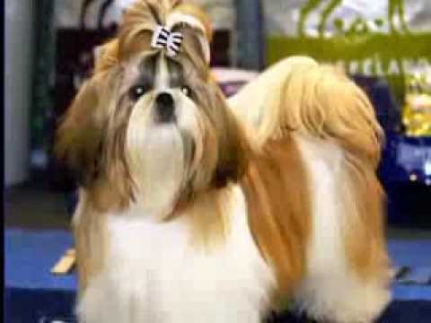 Видео: Домашний зоопарк: Ши-Тцу