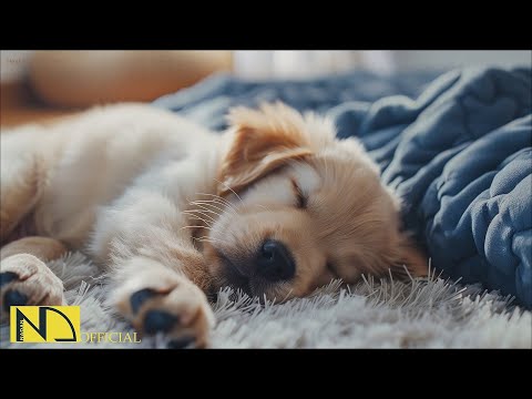 Видео: 20 часов любимой музыки собак🐶💖Музыка для сна собак 🐶🎵 Музыка для снятия беспокойства при разлуке🎵