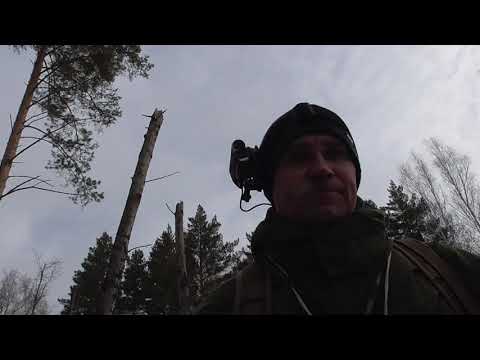 Видео: Прогулка по лесу за городом