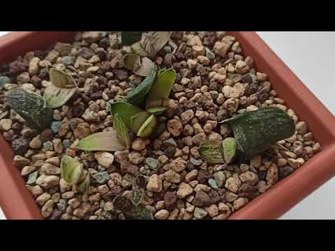 Видео: Размножение гастерии листом: результат за 7 месяцев