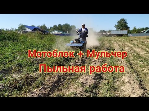 Видео: Обкашиваем ботву картофеля мотоблоком Нева с мульчером.