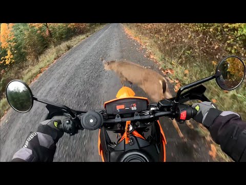 Видео: 25-футовый KTM 390 Enduro R против Deer / Как мотоцикл выдерживает столкновение? Экипировка дейст...