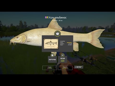 Видео: оз. Медвежье. Усач альбинос.