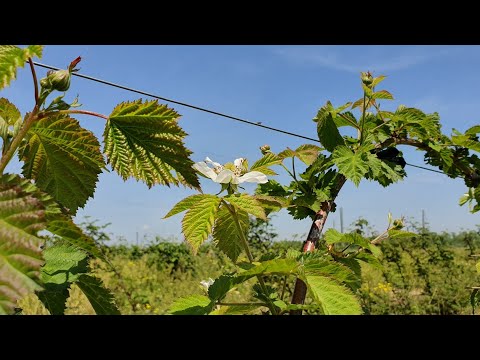 Видео: Честный небольшой обзор.Ежевика Коламбия Стар.