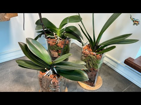 Видео: Интерьерная посадка орхидеи #bologna бантик в стеклянную вазу #orchid #phal #пересадкаорхидей