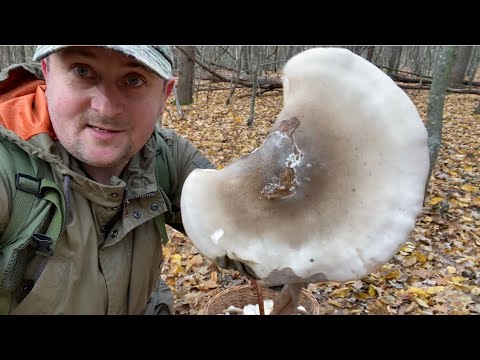 Видео: Гриби Шапки 👒!! Мʼясисті налиті Гігантського розміру продовжують рости в Листопаді