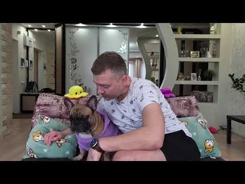 Видео: Вопросики к сторожу #французскийбульдог  #собакаприколы #бульдоги #сторожеваясобака #funnydogvideos 