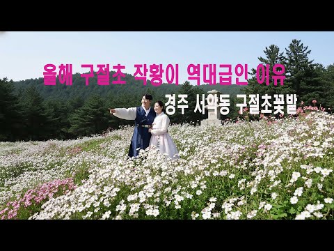 Видео: Знаменитые хризантемовые поля Кёнджу в полном цвету (октябрь 2025 г.)