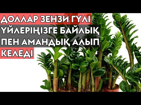 Видео: ДОЛЛАР ЗЕНЗИ ГҮЛІН ОТЫРҒЫЗУ ЖӘНЕ ОНЫҢ КҮТІМІ.