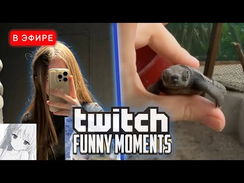 Видео: ЛИЗА СМОТРИТ - Топ Моменты с Twitch | Впервые Бросил Парень | iceicell Реакция ТвичФМ