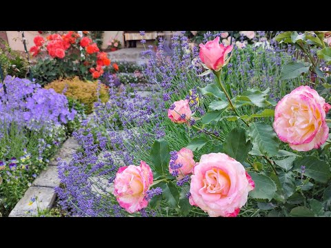 Видео: 🌹 Троянди. Живцювання,мій догляд,обрізка і підв'язка.Садові арки. Компаньйони для троянд.Міксбордер