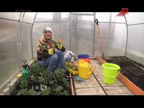 Видео: Лучки Пучки.  Серия 250.  Земляника в теплице.