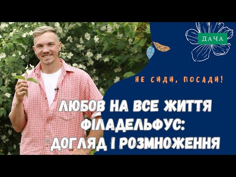 Видео: Філадельфус, Жасмин, Чубушник. Догляд і Розмноження. Декоративні Рослини в Саду.