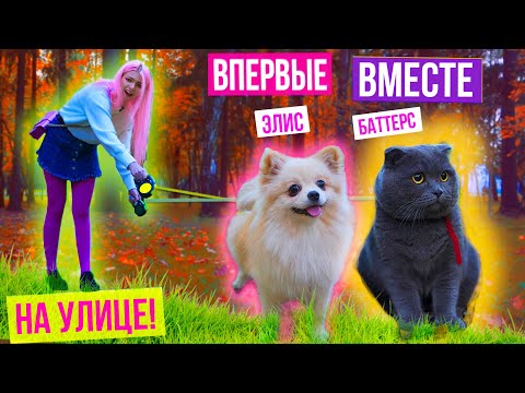 Видео: В ПЕРВЫЙ РАЗ СОБАЧКА И КОШКА ГУЛЯЮТ ВМЕСТЕ ! БАТТЕРС И ЭЛИС НА УЛИЦЕ