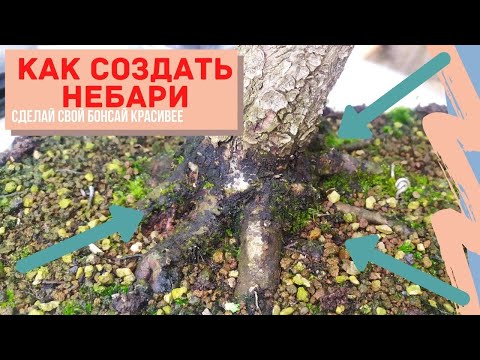 Видео: Как создать Небари(Nebari) у бонсай. Формирование корневой системы бонсай. Сереты стиля Небари.