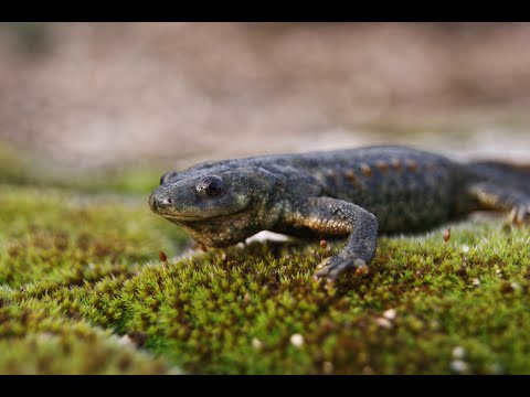 Видео: Игольчетый Тритон .Содержание  в аквариуме.