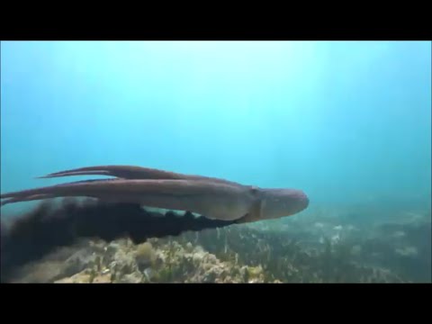 Видео: Подводный поиск золота, дайвинг без акваланга 7 часов на глубине, теперь это возможно!