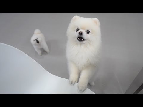 Видео: Делаем хлопья для собак / Учимся делать лакомства для собак