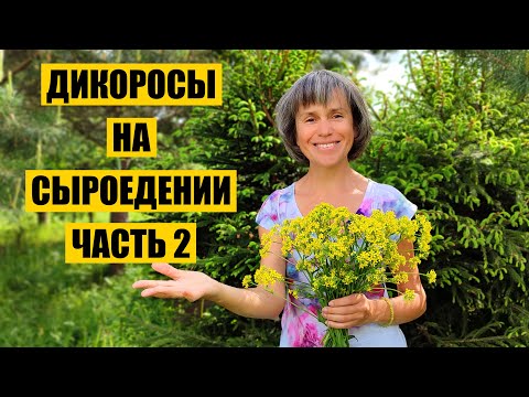 Видео: Дикоросы на Сыроедении. Часть 2. Как Использовать в Пищу Хвою и Лебеду?