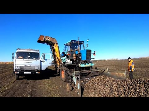 Видео: Сахарная свекла 2021.Погрузка свеклы.Погрузчик СПС 4.2 Свеклопогрузчик.Sugar Beet harvest.Rübenernte