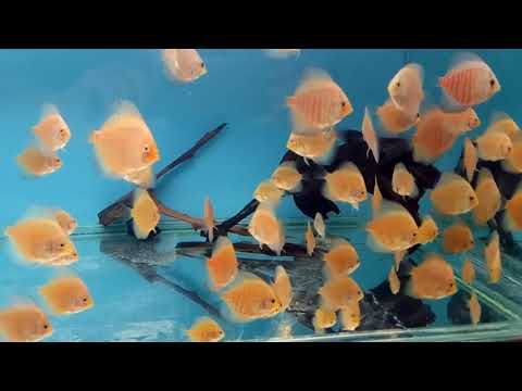 Видео: Гексамитоз 3 (Профилактика).