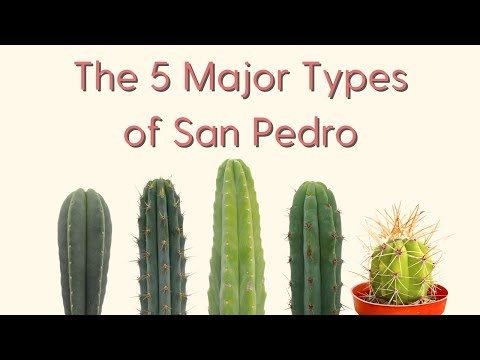 Видео: 5 основных видов кактусов Сан-Педро [Руководство по трихоцереусам]