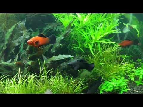 Видео: Аквариум 400 литров. САЙДЕКС.