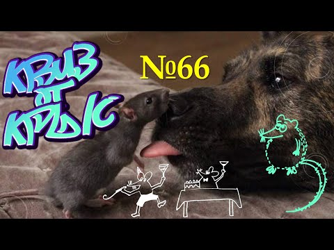 Видео: КВИЗ от КРЫС эпизод 66 QUIZ ot KRYS ep #66