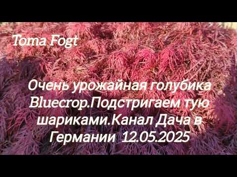 Видео: Очень урожайная голубика Блюкроп(Bluecrop).Увеличиваем  рост туи .Дача в Германии 12.05.2025