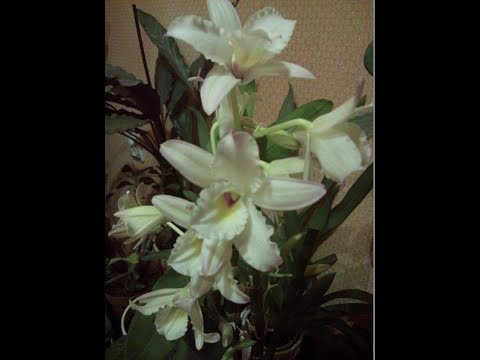 Видео: Дендробиум вырасший из кейки.