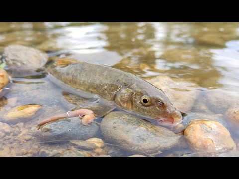 Видео: Мрени в мътни води