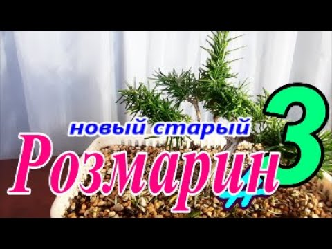 Видео: Новый Розмарин  #3 Апрель 2025