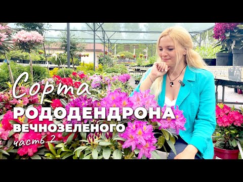 Видео: Рододендроны вечнозеленые в Ромашкино Парк