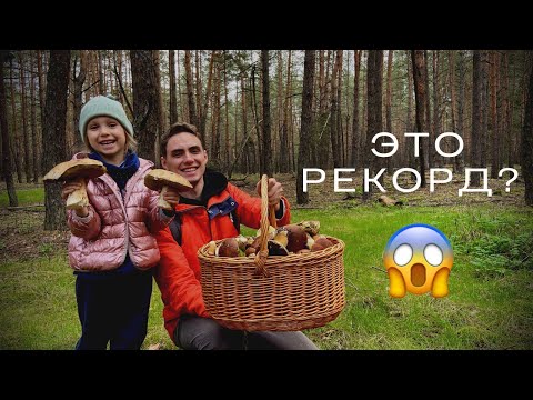 Видео: Даже бывалые ГРИБНИКИ в ШОКЕ! Белые ГИГАНТЫ, поляны Польских и СОТНИ Гигрофоров