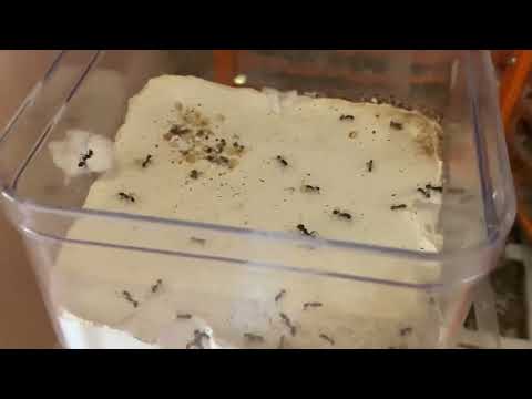 Видео: О муравьях. Колонии мессор барбарус, мессор минор и другие мураши)