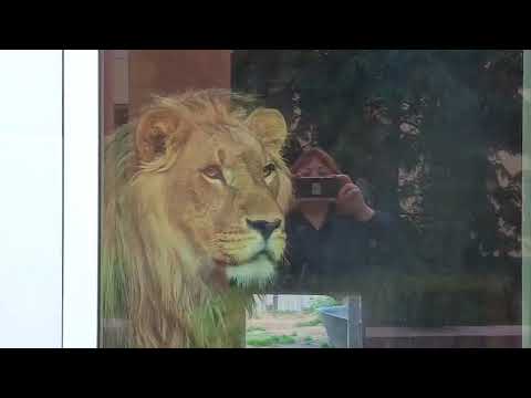 Видео: JZGS0621 Видео от опекуна Светланы