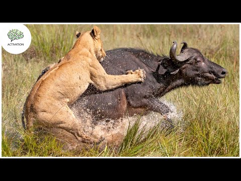 Видео: 10 Случаев, Когда Хищники Превзошли Все Ожидания