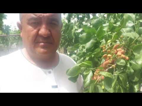 Видео: ПИСТАНИ ХОМИНИ НОЙОБ ХУСУСИЯТИ..ПИСТА КУЧАТИНИ .ЭНГ ЗУРИ БОР