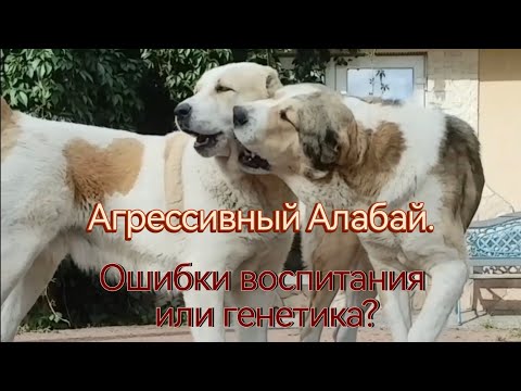 Видео: АГРЕССИВНОСТЬ АЛАБАЕВ.   Ошибки воспитания, или гены?