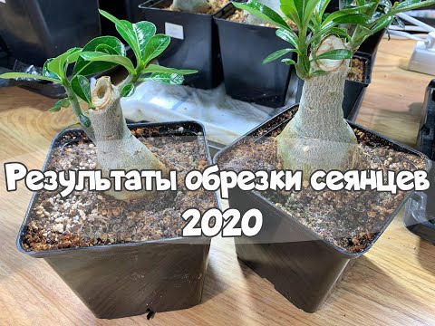Видео: Результаты обрезки сеянцев адениума