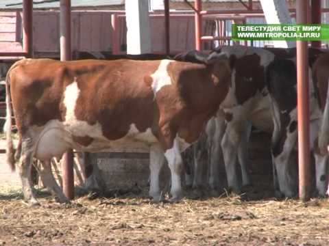 Видео: Задонские послушания: хозяйственный двор