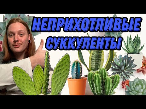 Видео: ТОП-10 Самых Неприхотливых Суккулентов для Начинающих! 🌱 Уход без Забот!